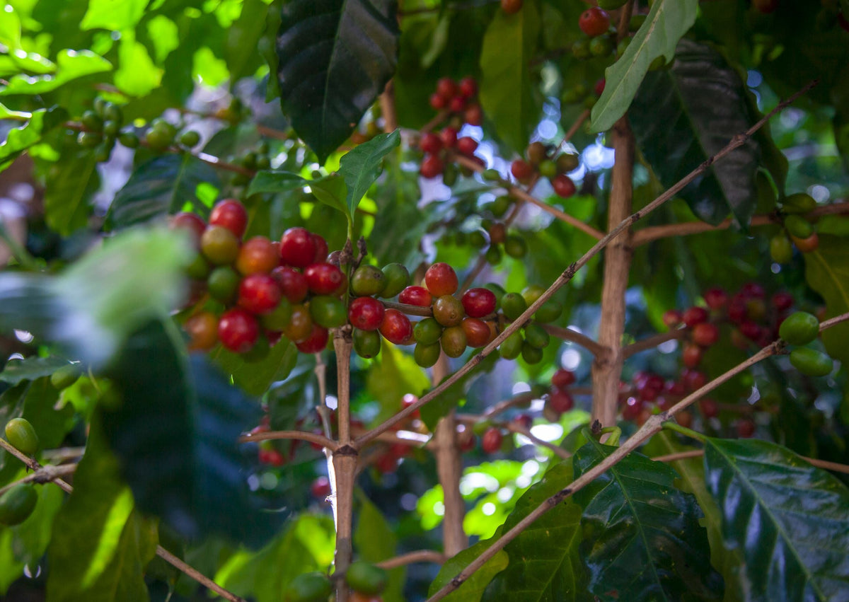 Farmers' Fund - CaribbrewFarmers' Fund 20